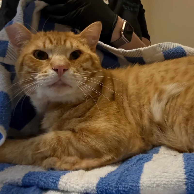 An adult extra large-sized male Orange / Red Domestic Short Hair cat named Dynamite for adoption in Pasadena, CA