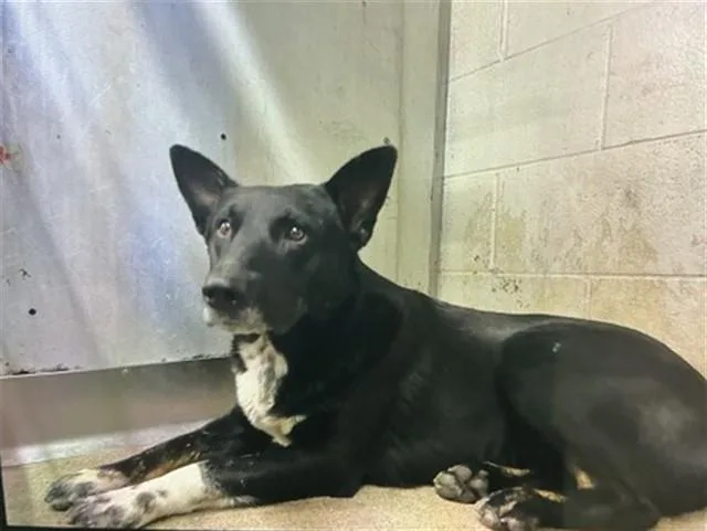 An adult large-sized male German Shepherd Dog dog named Tommy for adoption in San Bernardino, CA