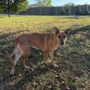 A senior medium-sized female Yellow / Tan / Blond / Fawn Mixed Breed dog named Kona for adoption in Jeffersonville, IN