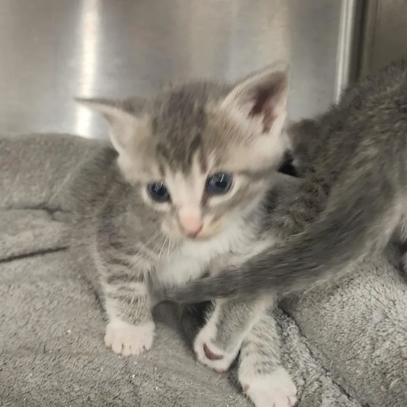 A baby small-sized male Gray / Blue / Silver Domestic Short Hair cat named Milo for adoption in Evensville, TN