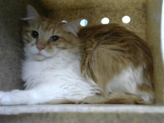 A young medium-sized male Domestic Short Hair cat named Apple for adoption in Albuquerque, NM