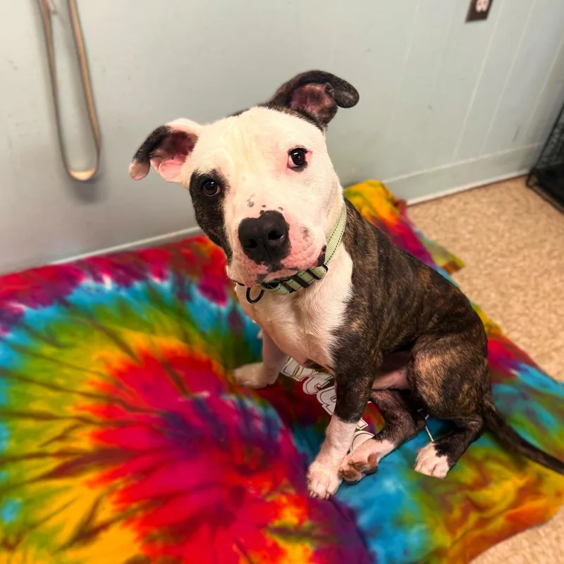 A young medium-sized male Mixed Breed dog named Milo for adoption in Brookhaven, NY