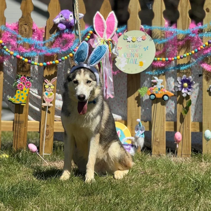 An adult medium-sized male Black Husky dog named Kevin for adoption in Blairsville, GA