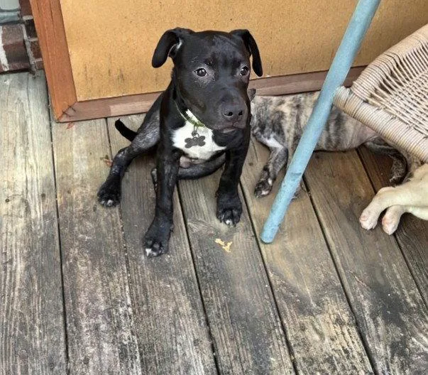 A young medium-sized male Staffordshire Bull Terrier dog named Kevin Malone for adoption in Holly Springs, NC