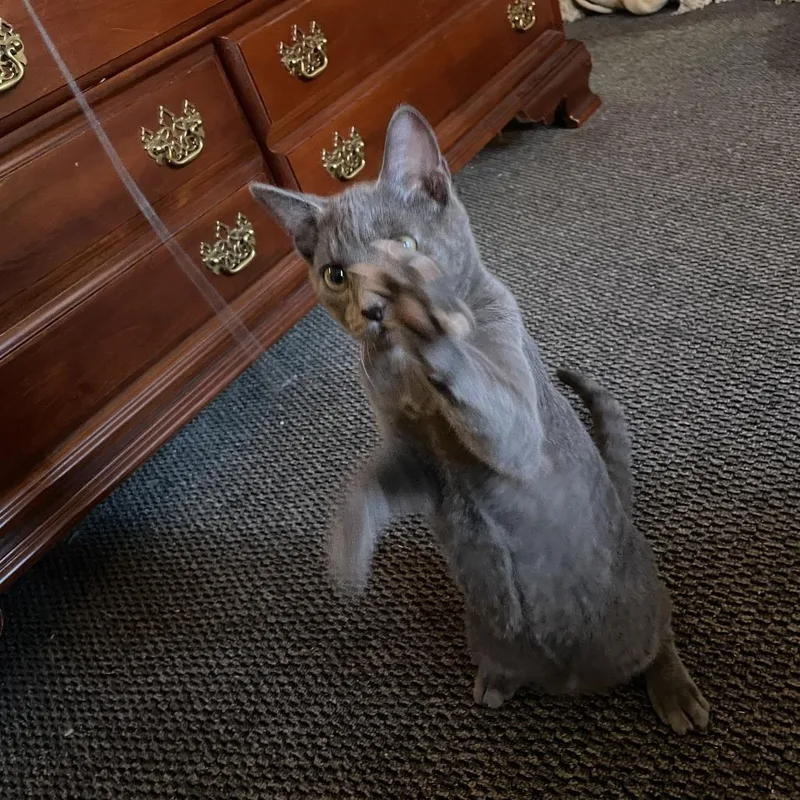 A baby medium-sized male Domestic Short Hair cat named Pumice for adoption in Harrisonburg, VA