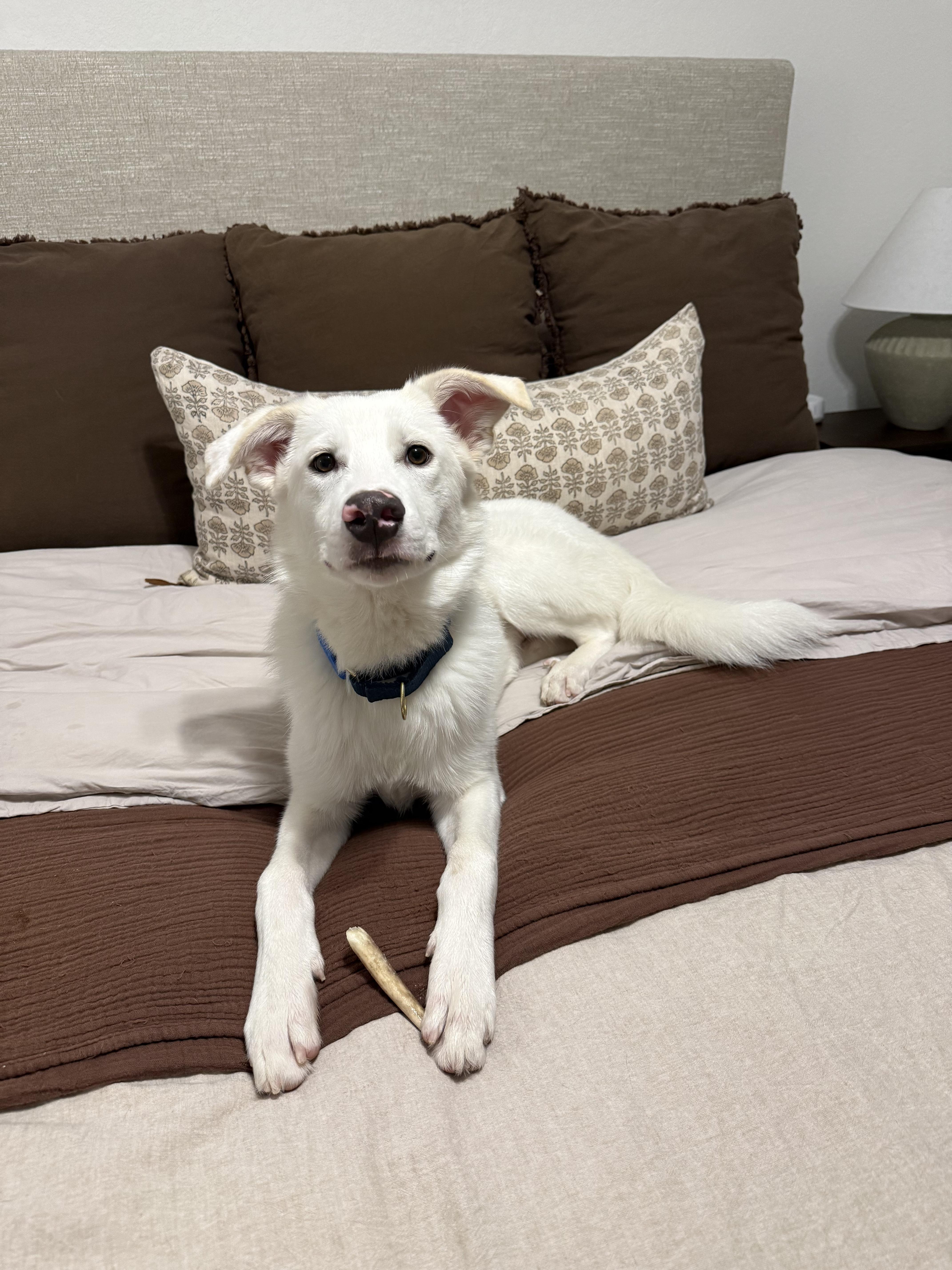 A baby large-sized male Great Pyrenees dog named Tommy for adoption in Pflugerville, TX