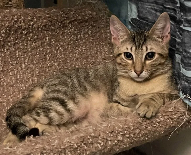 An adult medium-sized male Tabby (Buff / Tan / Fawn) Tabby cat named Riley for adoption in Lauderhill, FL