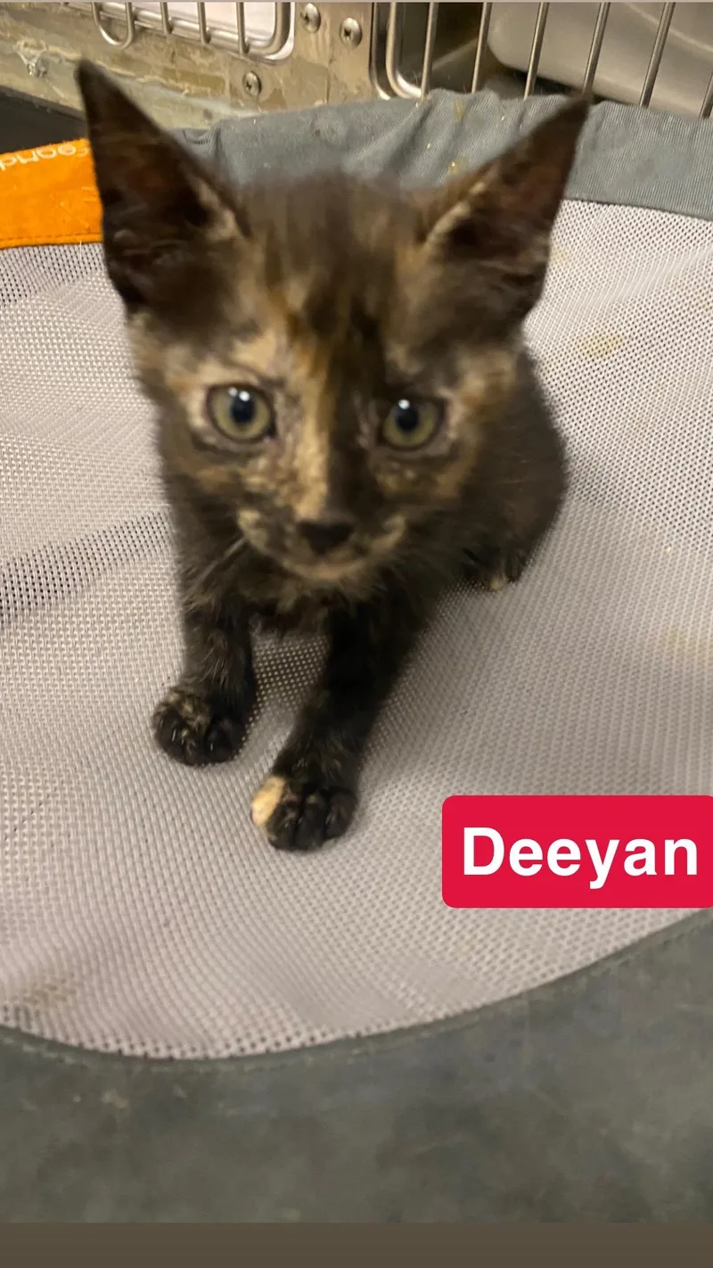 A baby small-sized female Domestic Short Hair cat named Deeyan for adoption in North Arlington, NJ