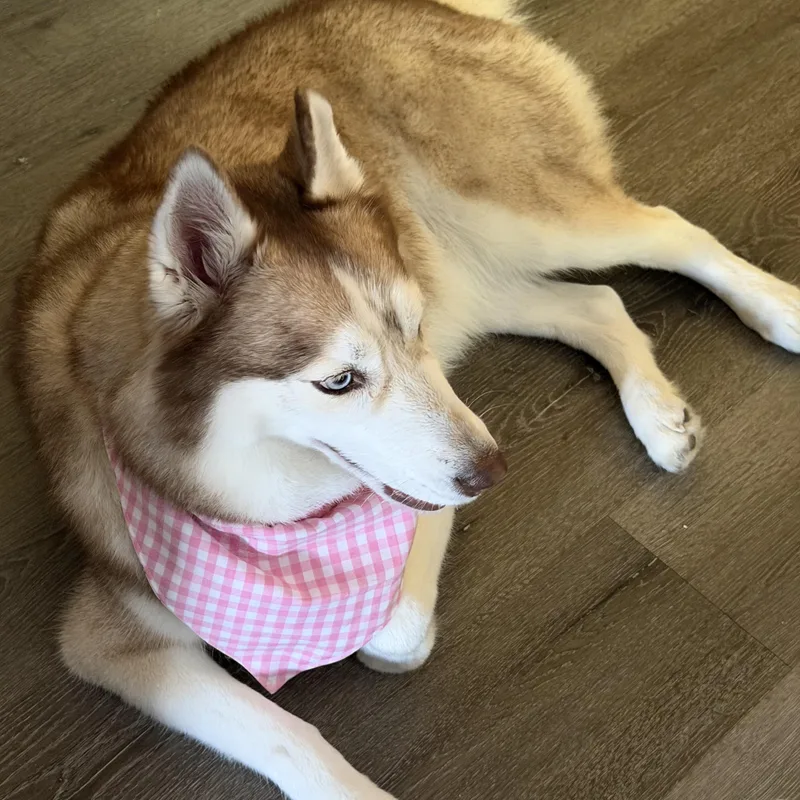 A senior large-sized female Siberian Husky dog named Maya for adoption in Menifee, CA
