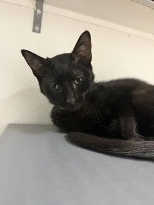 A baby medium-sized female Domestic Short Hair cat named Watercolor for adoption in West Chester, PA