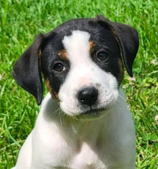 A baby medium-sized male Tricolor (Brown, Black, & White) Mixed Breed dog named Moe for adoption in Groveland, MA