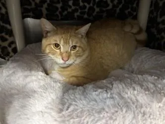 An adult small-sized male Domestic Short Hair cat named Echo for adoption in Scotia, NY