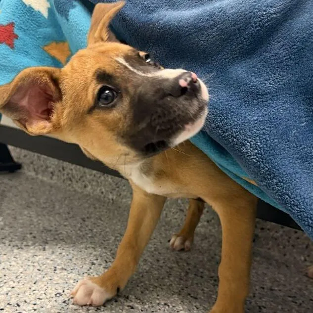 A baby small-sized female Yellow / Tan / Blond / Fawn Terrier dog named Lemon for adoption in Dayton, OH