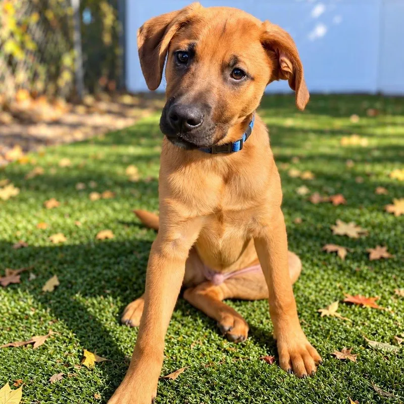 A baby medium-sized male Mixed Breed dog named Emmett for adoption in Cranston, RI