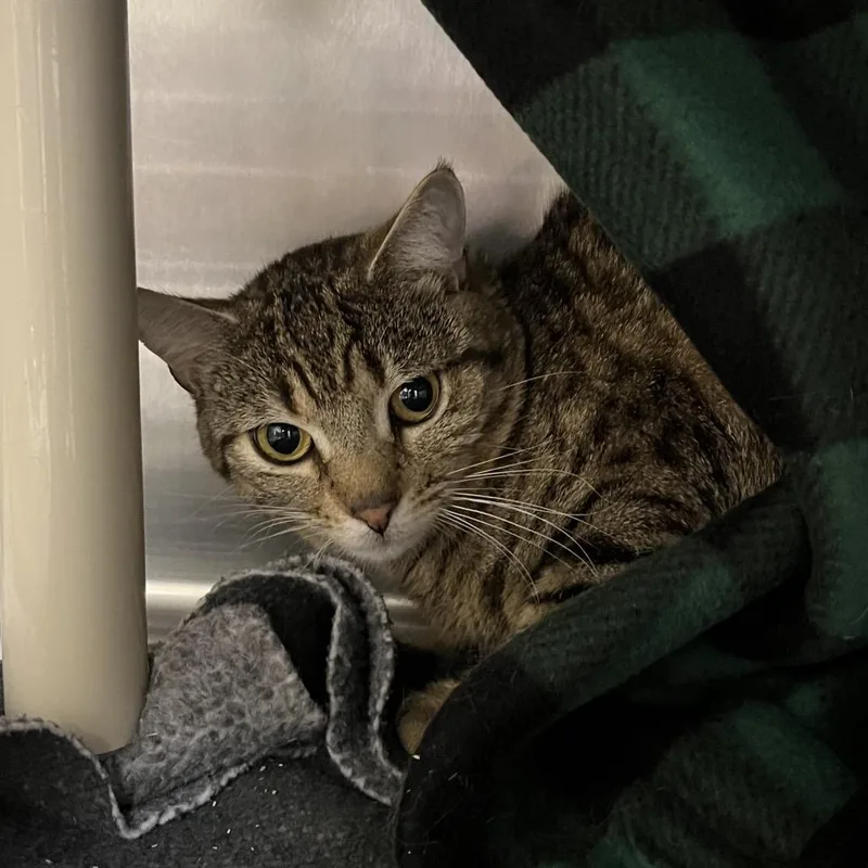 An adult medium-sized male Buff / Tan / Fawn Domestic Short Hair cat named Ben for adoption in Bedford, NH