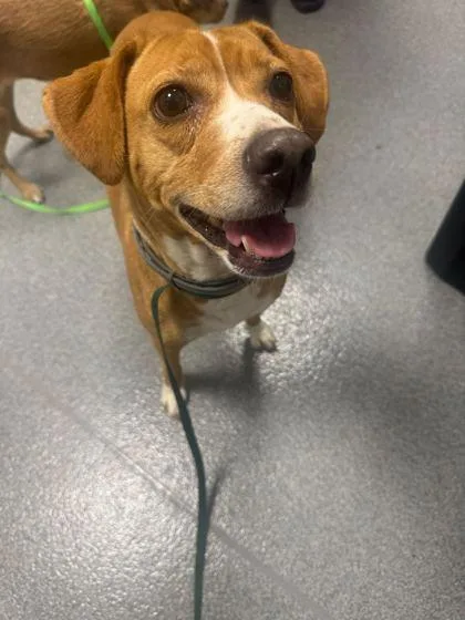 An adult small-sized female Mixed Breed dog named Marley for adoption in Sevierville, TN