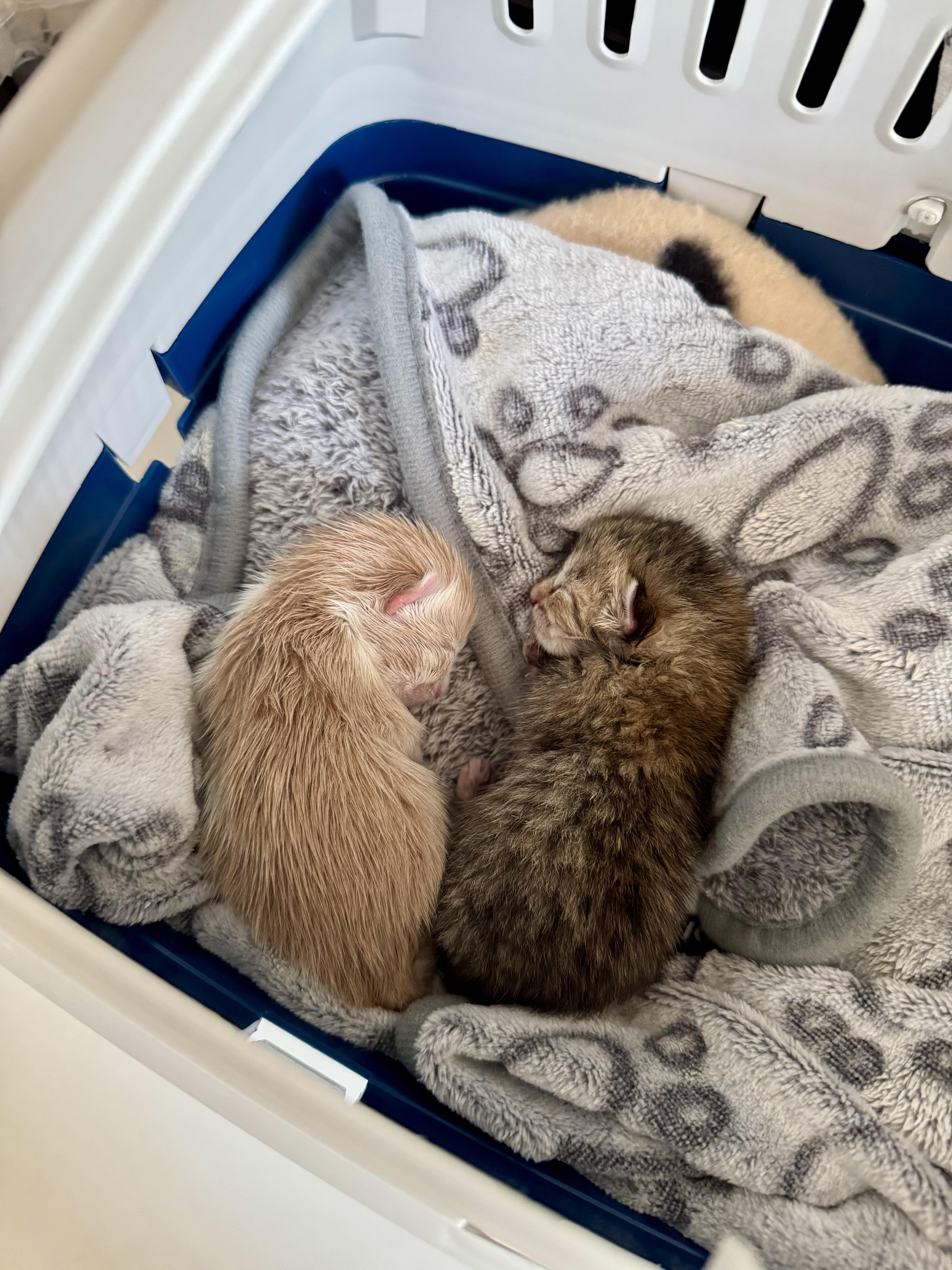 A baby small-sized female Domestic Medium Hair cat named Mui for adoption in Long Island City, NY