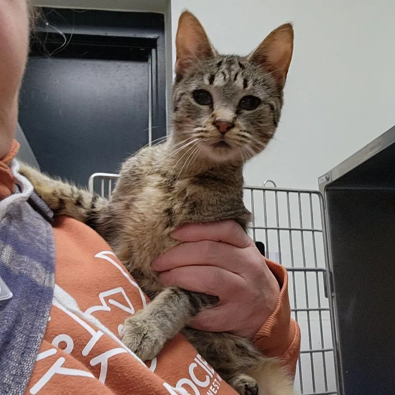 Tonka Jahari thumbnail 2