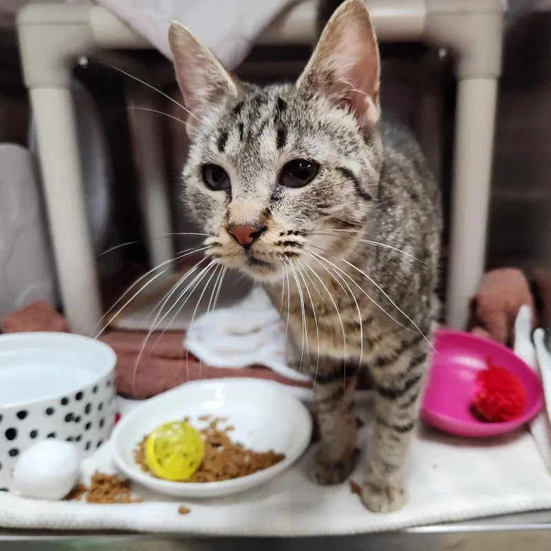 Tonka Jahari thumbnail 3