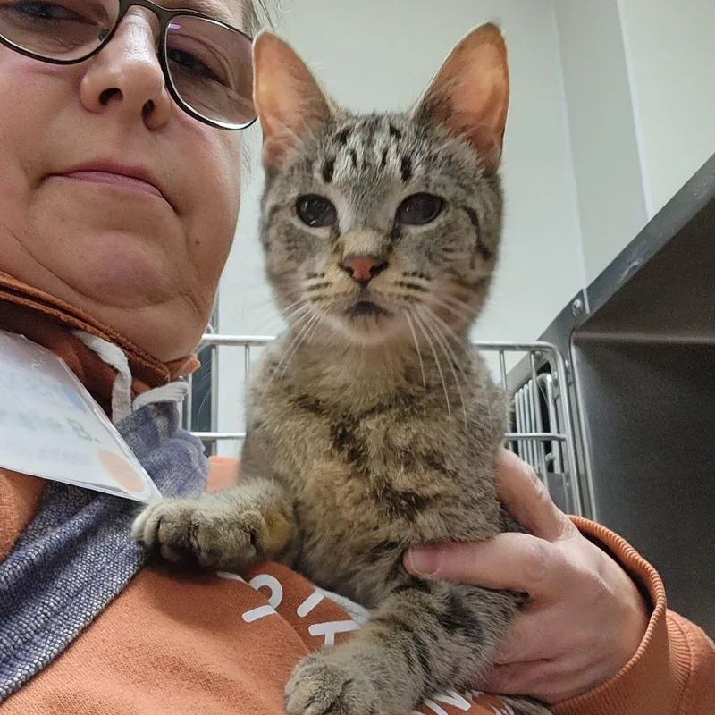 Tonka Jahari thumbnail 4