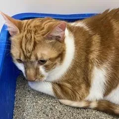 A young large-sized male Tabby (Orange / Red) Domestic Short Hair cat named Sheriff for adoption in Green Valley, AZ