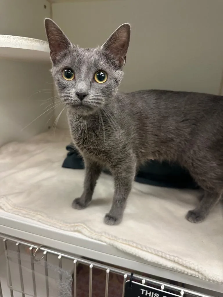 A baby medium-sized female Domestic Short Hair cat named Maggie for adoption in Johnson City, TN