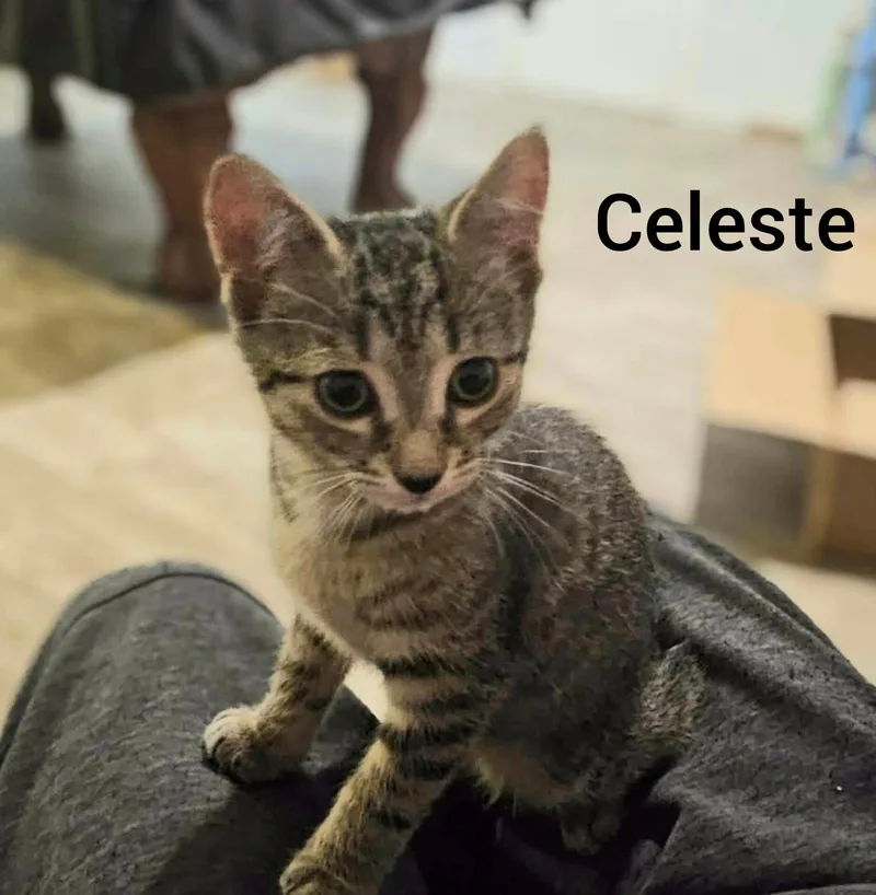 A baby small-sized female Tabby (Gray / Blue / Silver) Tabby cat named Celeste for adoption in Shrewsbury, MA