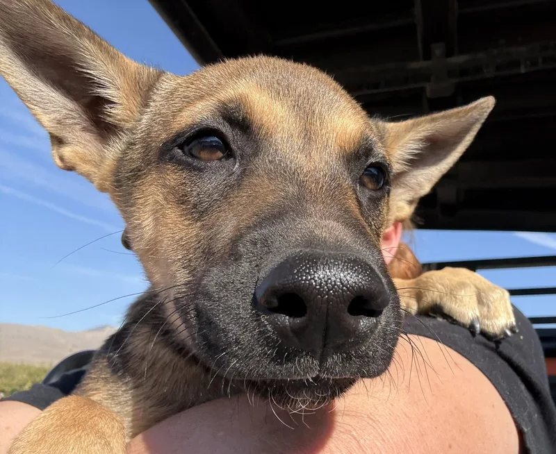 A baby large-sized male German Shepherd Dog dog named Billy for adoption in Hollister, CA
