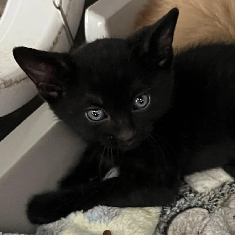 A baby small-sized male Black Domestic Short Hair cat named Steamy for adoption in Oak Park, IL