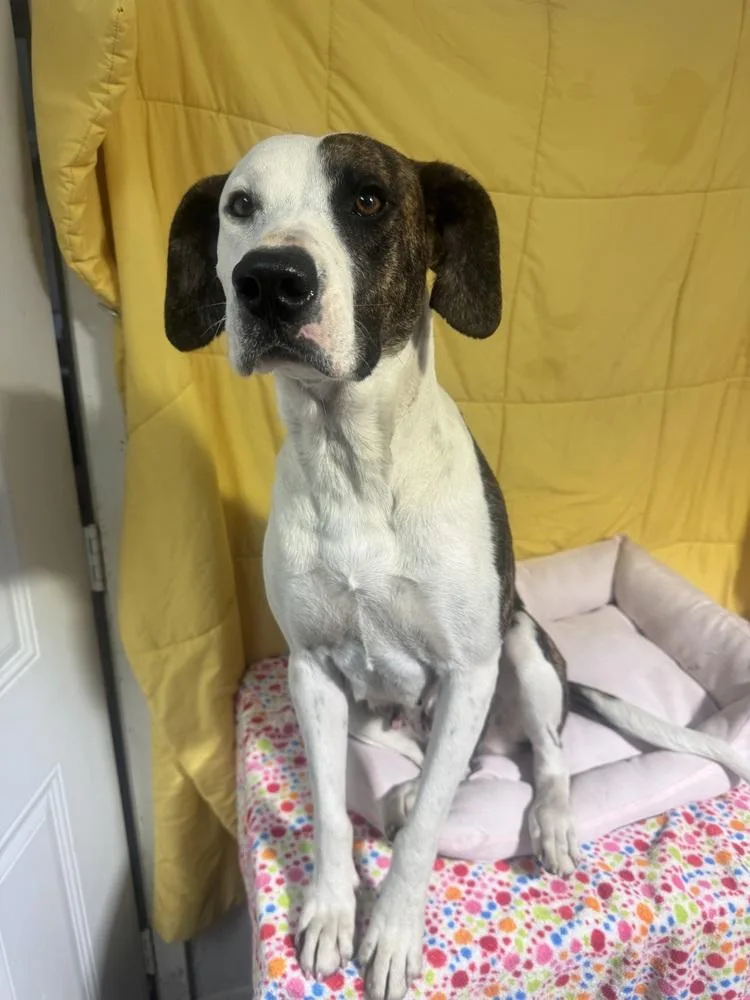 A young large-sized female Tricolor (Brown, Black, & White) Pointer dog named Cheyenne for adoption in Opelousas, LA