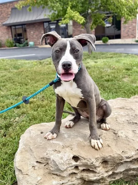 A young small-sized female Terrier dog named Bernie for adoption in Olivette, MO