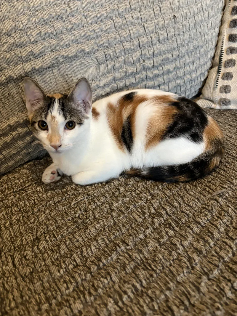 A young medium-sized female Domestic Short Hair cat named Callie & Cleo for adoption in San Jose, CA