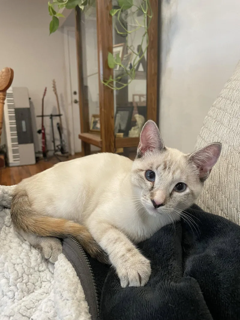 Callie & Cleo thumbnail 2