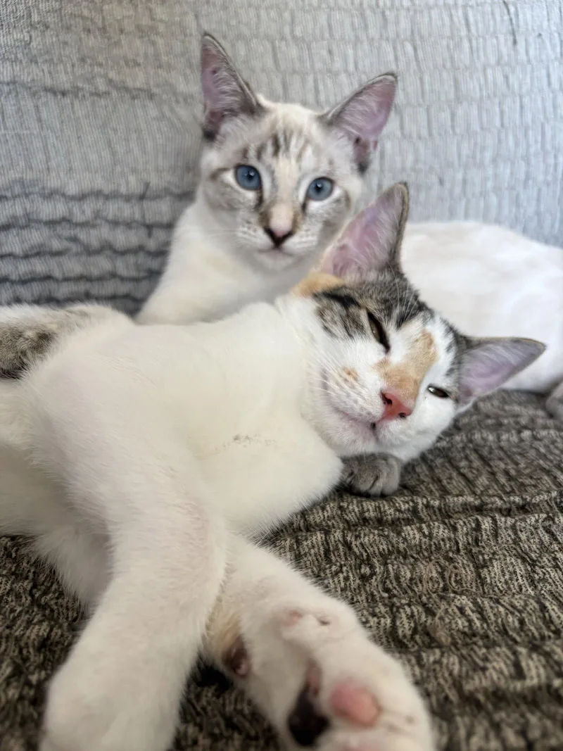 Callie & Cleo thumbnail 3