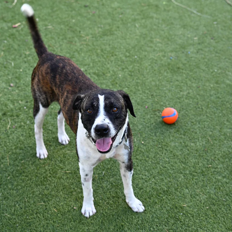 A young medium-sized male Brindle Tennessee Treeing Brindle dog named Odem for adoption in Houston, TX