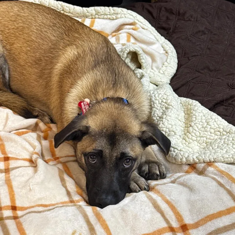 A young medium-sized female Brown / Chocolate Mixed Breed dog named Krysten for adoption in Wheeling, IL