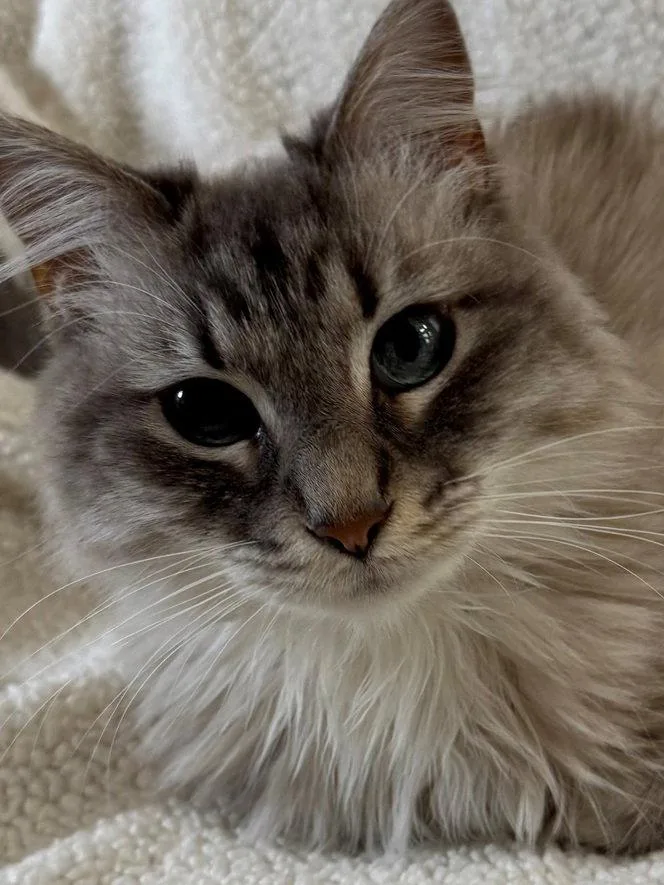 Koko