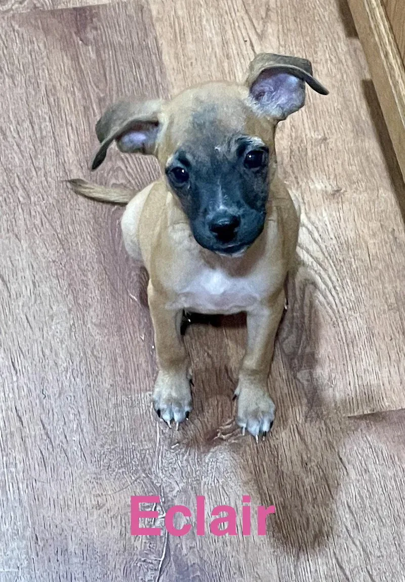 A baby small-sized female Chihuahua dog named Eclair for adoption in Topeka, KS