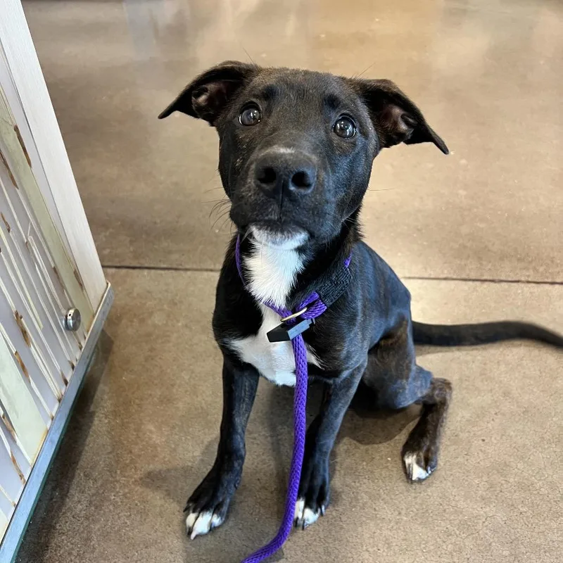 A baby small-sized female Brindle Mixed Breed dog named Nickie for adoption in Chattanooga, TN