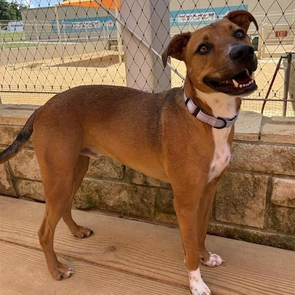An adult small-sized male Yellow / Tan / Blond / Fawn Mixed Breed dog named Randy for adoption in Bentonville, AR
