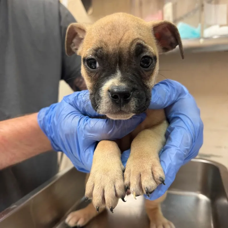 A baby small-sized female Yellow / Tan / Blond / Fawn Pug dog named Olan for adoption in Birmingham, AL