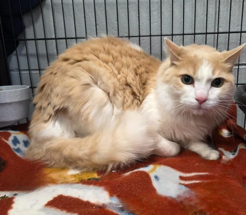 An adult large-sized male Domestic Long Hair cat named Pete for adoption in Muskegon, MI