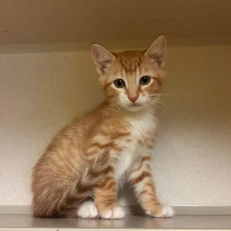 A baby medium-sized male Orange & White Domestic Short Hair cat named Baker for adoption in Hudson, NY