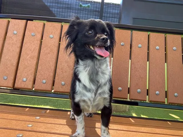 A young medium-sized female Chihuahua dog named Teeny for adoption in Tustin, CA