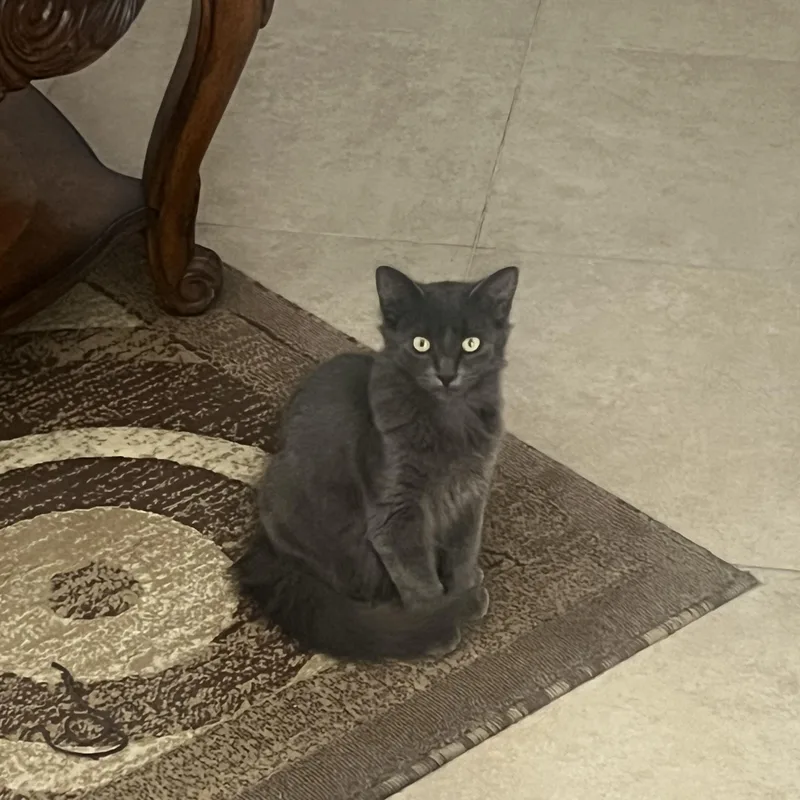 A baby medium-sized male Gray / Blue / Silver Domestic Long Hair cat named Church for adoption in Santa Ana, CA