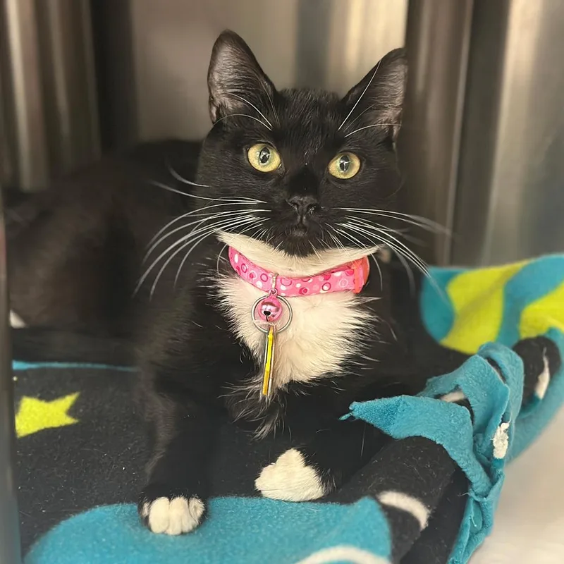 A young small-sized female Domestic Short Hair cat named Ally for adoption in Port Washington, NY