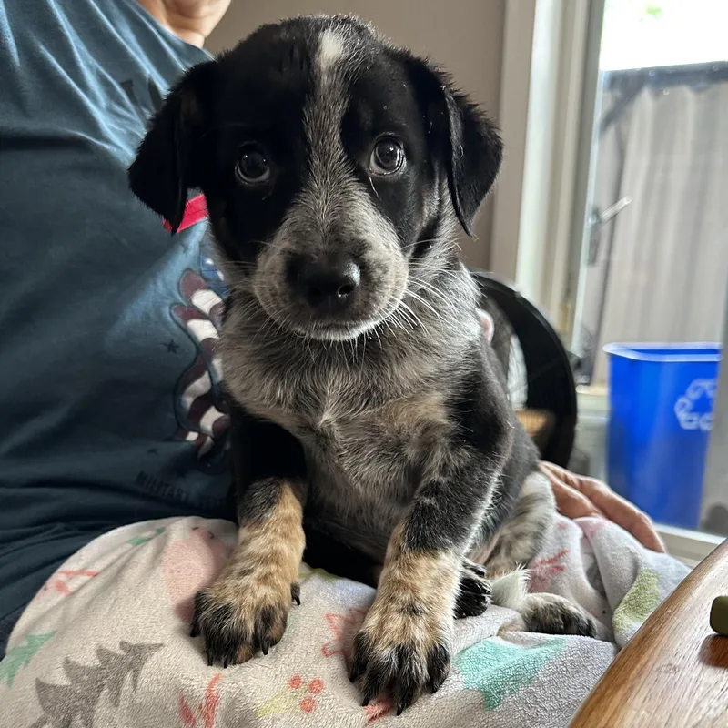 A baby medium-sized male Australian Shepherd dog named Pink for adoption in Hillsborough, NJ