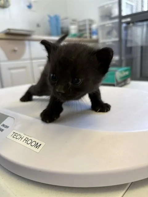 A baby small-sized female Domestic Short Hair cat named Purrsephone for adoption in Rancho Cucamonga, CA