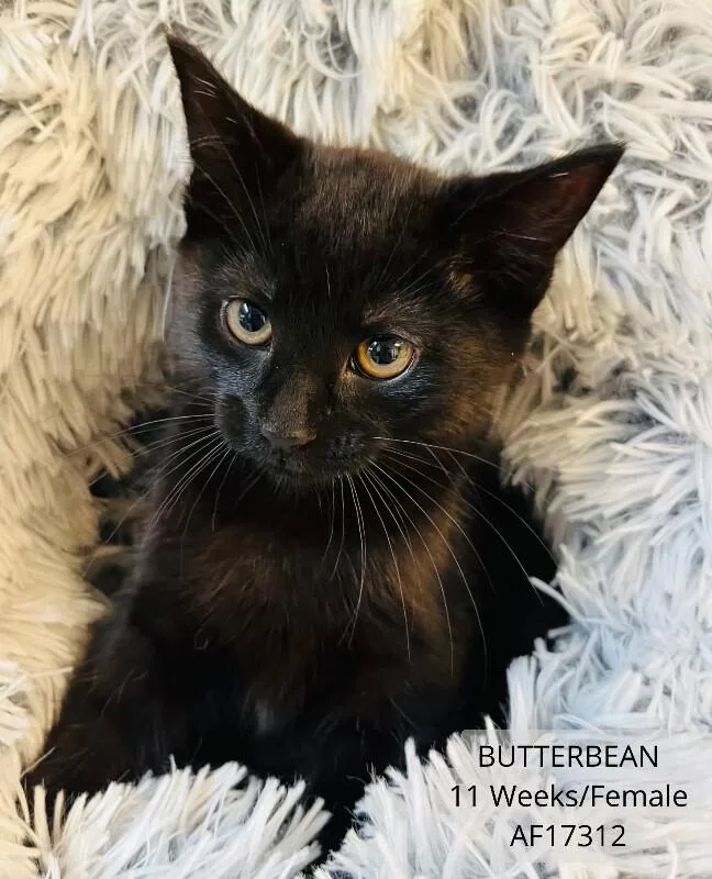 A young medium-sized female Black Domestic Short Hair cat named Butterbean for adoption in Supply, NC
