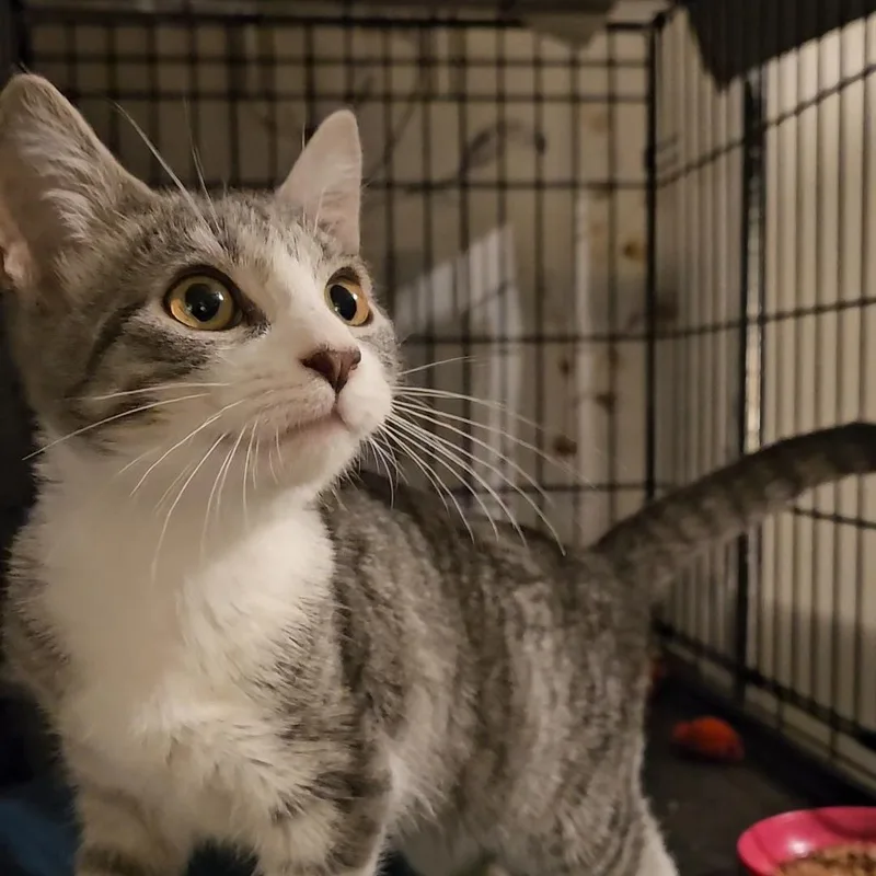 A baby medium-sized male Tabby (Buff / Tan / Fawn) Domestic Short Hair cat named Charm N.  A for adoption in New York, NY